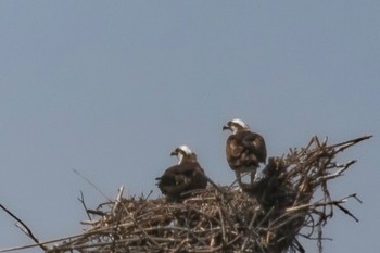 2023年4月13日(木) 山口県の野鳥観察記録