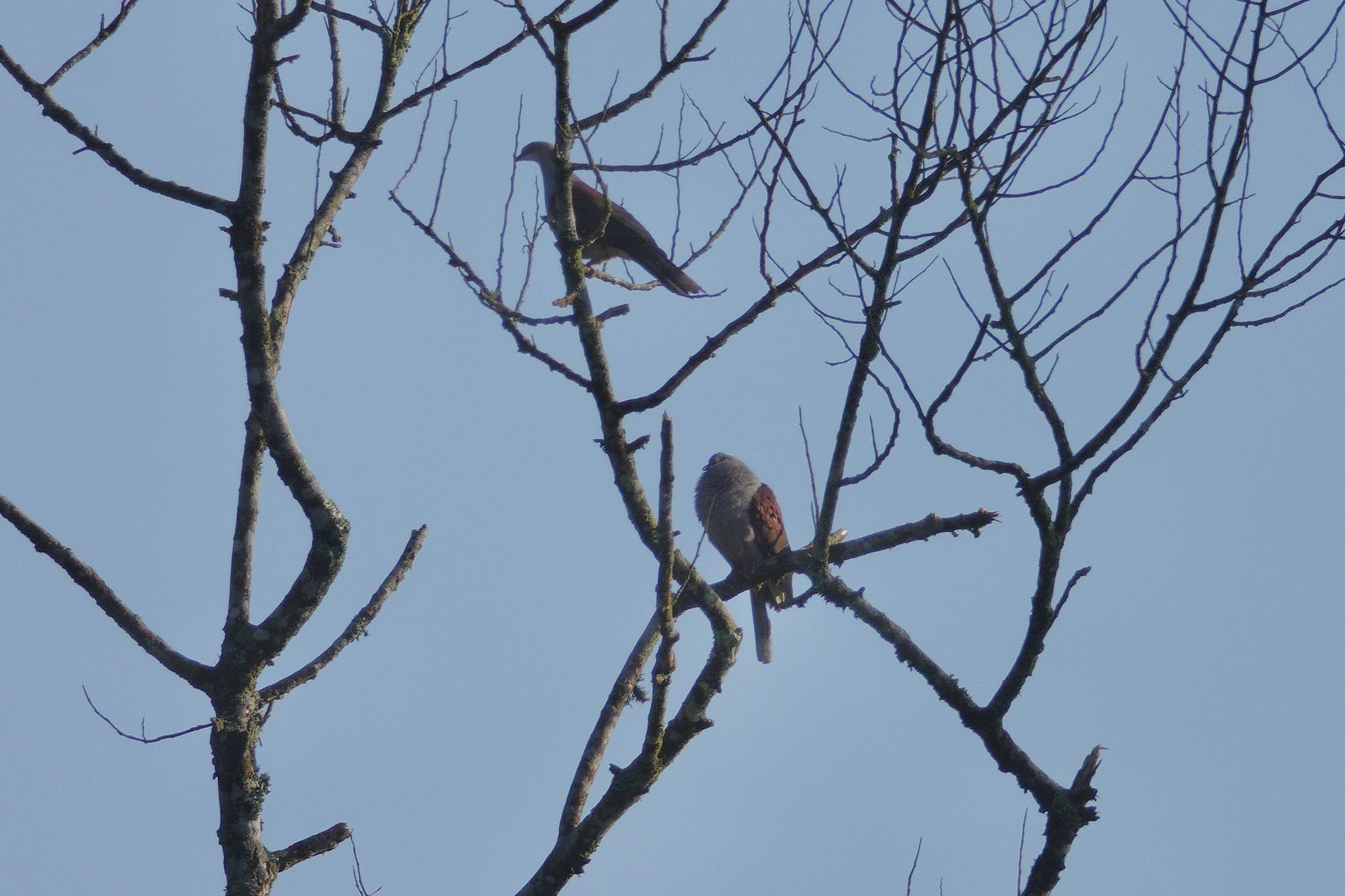 Mountain Imperial Pigeon