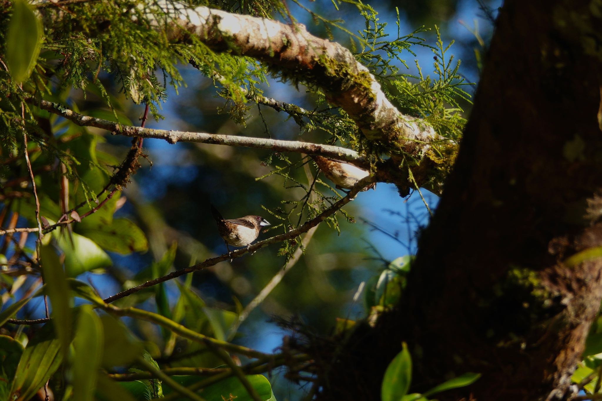 White-rumped Munia