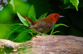 2023年4月13日(木) 大阪城公園の野鳥観察記録