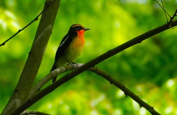 キビタキ 大阪城公園 2023年4月13日(木)