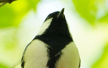 シジュウカラ 大阪城公園 2023年4月13日(木)