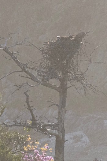 2023年4月12日(水) 山口県の野鳥観察記録