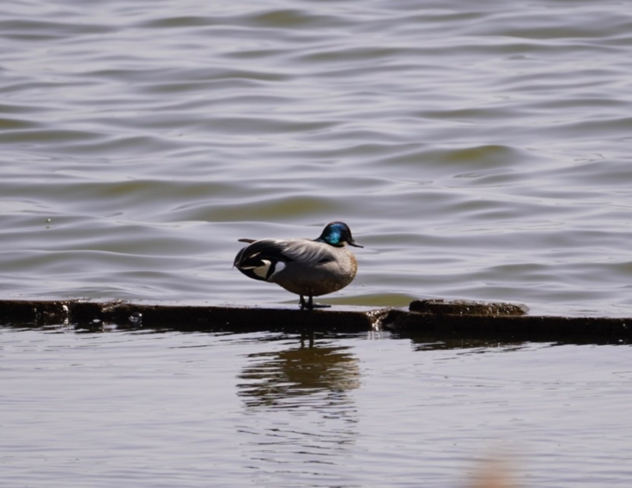 Photo of Falcated Duck at 霞ヶ浦 by ぱ〜る