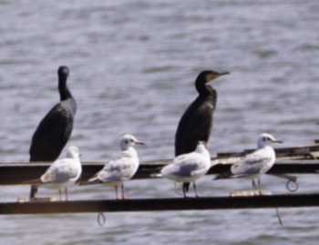 Black-headed Gull 霞ヶ浦 Thu, 4/13/2023