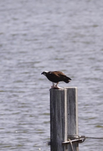 Osprey 霞ヶ浦 Thu, 4/13/2023