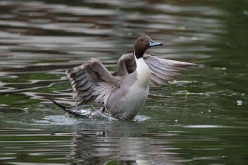 Northern Pintail Unknown Spots Wed, 5/23/2018