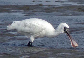 2023年4月11日(火) 葛西臨海公園の野鳥観察記録