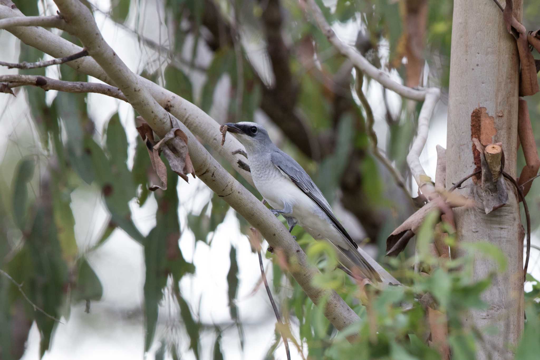 Rifle Creek Rest Area(Cairns) パプアオオサンショウクイの写真 by Trio