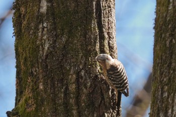 コゲラ 南アルプス邑野鳥公園 2023年4月1日(土)