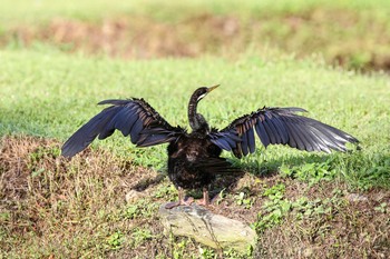 オーストラリアヘビウ Flecker Botanical Garden(Cairns) 2018年5月7日(月)