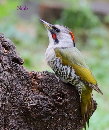 Japanese Green Woodpecker Unknown Spots Unknown Date