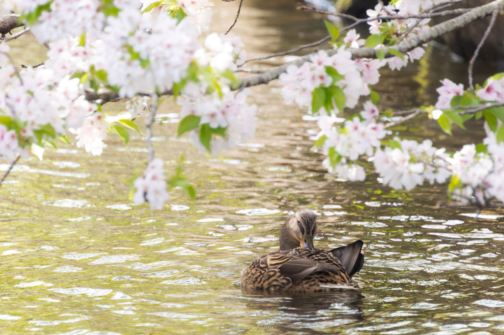 カルガモと桜 by Daison