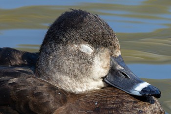 クビワキンクロ こども自然公園 (大池公園/横浜市) 2023年4月1日(土)