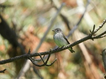 2018年5月24日(木) 舳倉島の野鳥観察記録