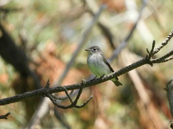 Thu, 5/24/2018 Birding report at Hegura Island