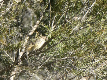 Buff-rumped Thornbill