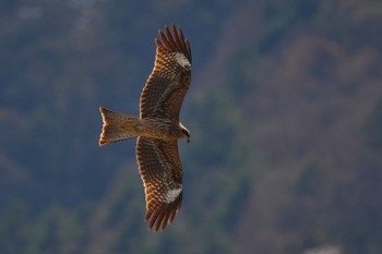 トビ 南アルプス邑野鳥公園 2023年4月1日(土)