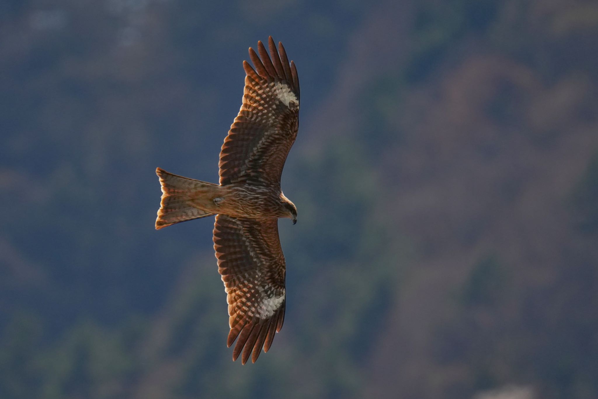 Black Kite