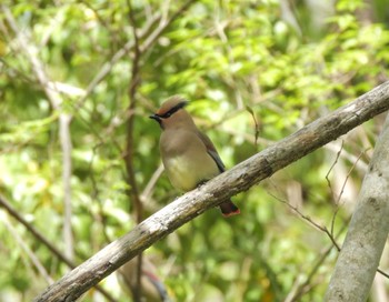 ヒレンジャク 大麻生野鳥の森公園 2023年4月13日(木)