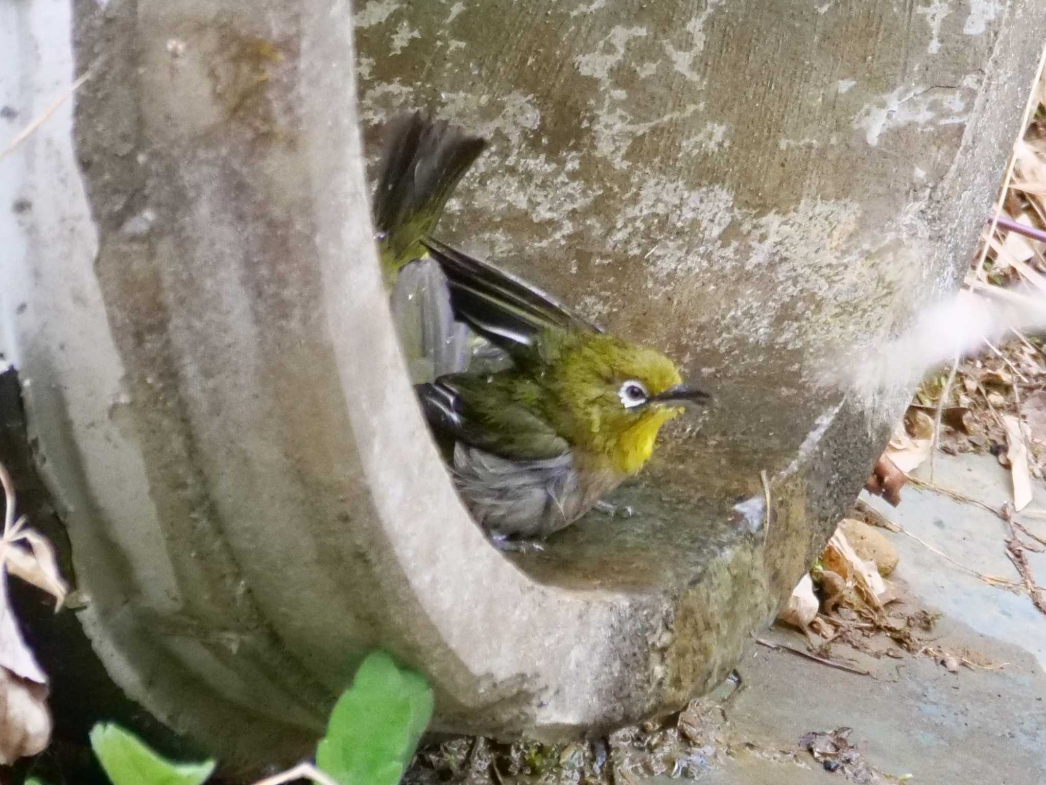 水がチョロチョロ、こうなる・・。