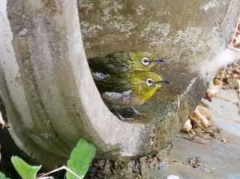 Warbling White-eye 秩父 Fri, 4/7/2023