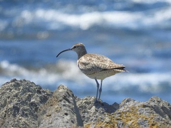 チュウシャクシギ 舳倉島 2018年5月24日(木)