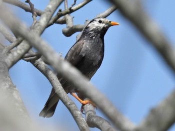 White-cheeked Starling 河川環境楽園 Thu, 4/13/2023