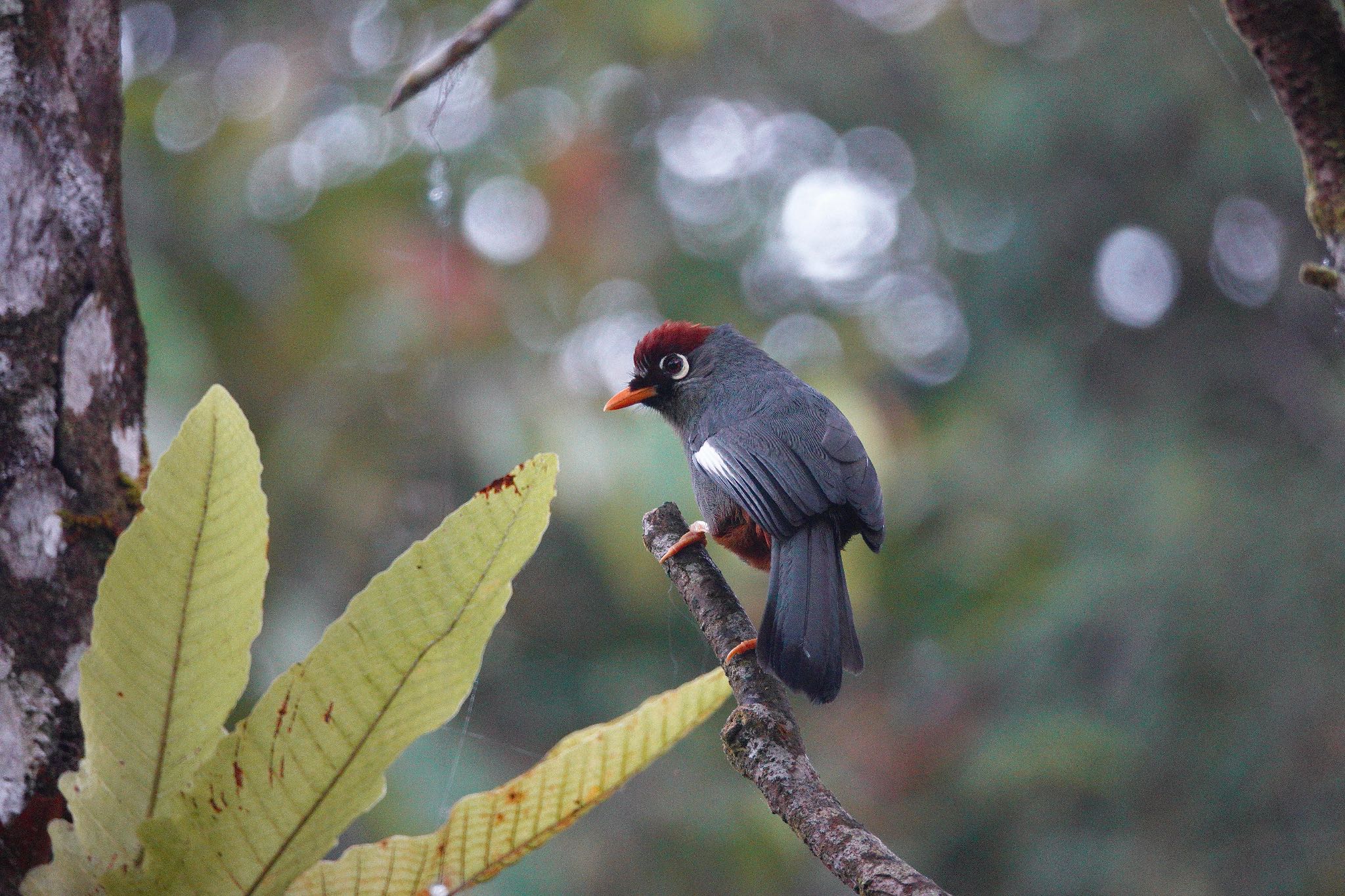 Chestnut-capped Laughingthrush