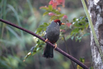 Chestnut-capped Laughingthrush Fraser's Hill Tue, 3/7/2023