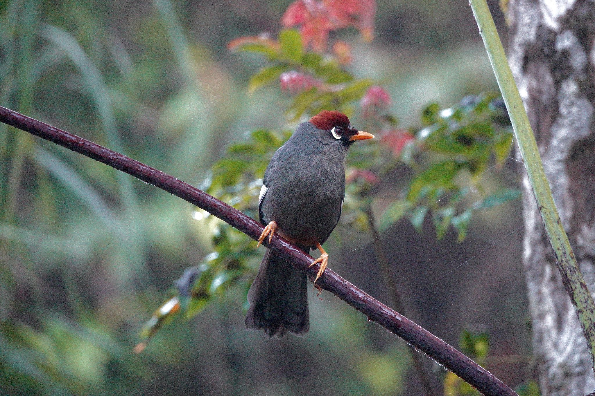 Chestnut-capped Laughingthrush