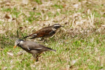 Dusky Thrush 東京都 Tue, 4/11/2023