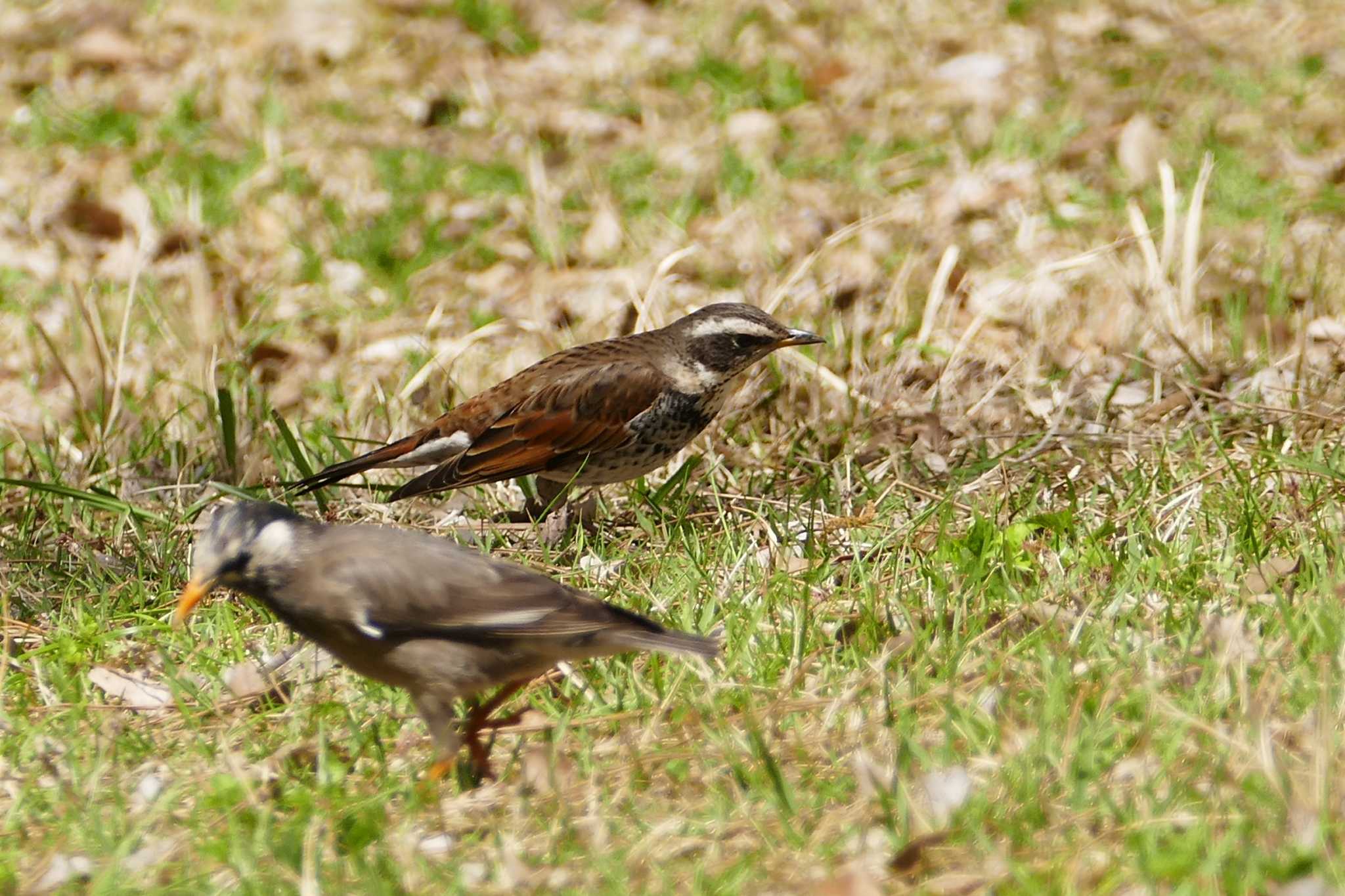 Photo of Dusky Thrush at 東京都 by アカウント5509