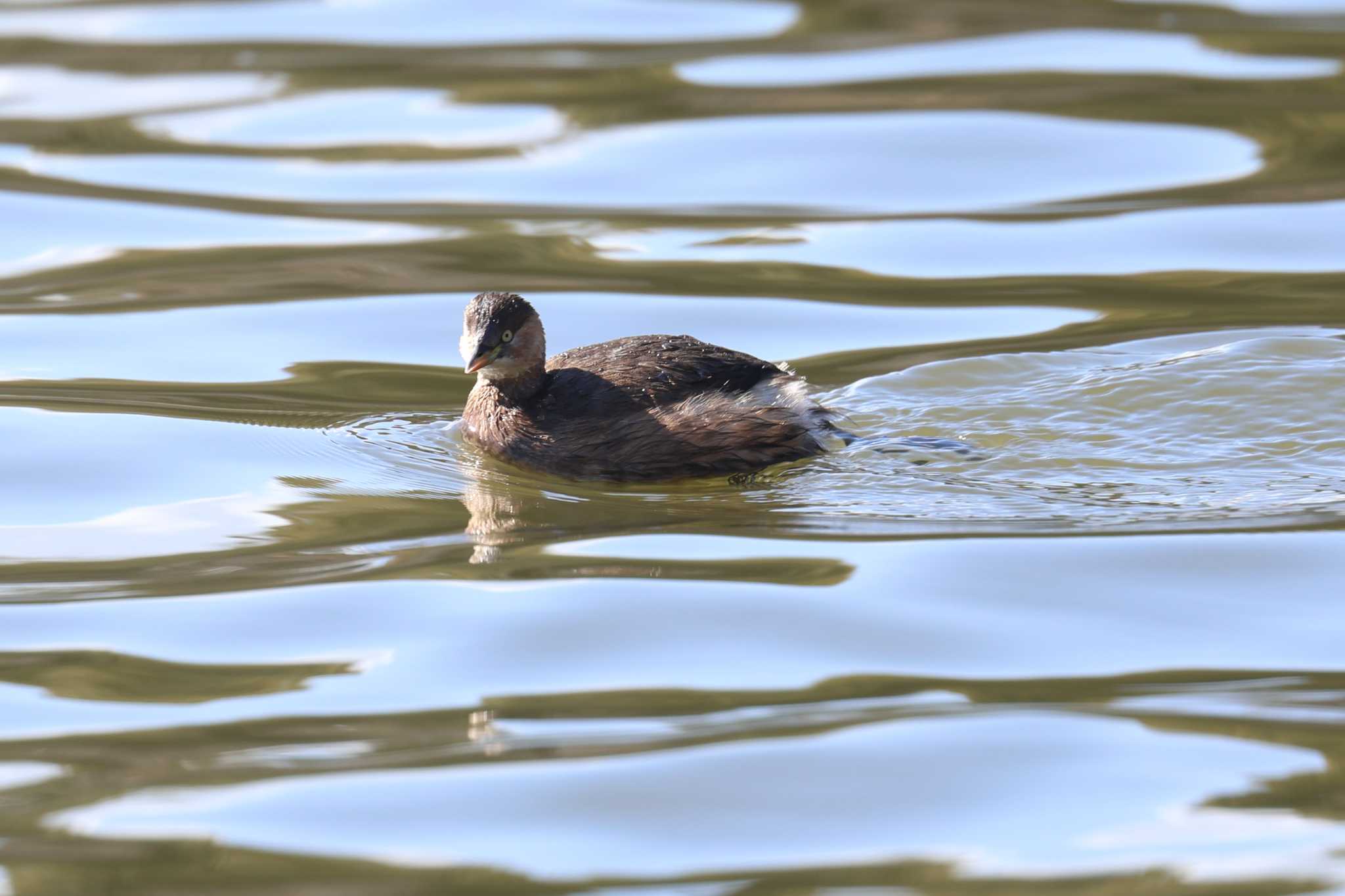 明石公園のカイツブリ