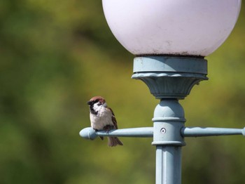 Eurasian Tree Sparrow 秩父 Thu, 4/13/2023