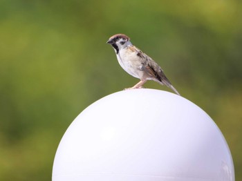 Eurasian Tree Sparrow 秩父 Thu, 4/13/2023