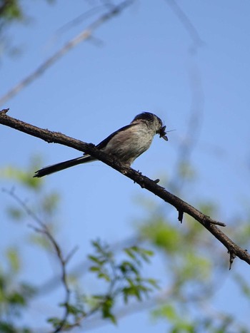 Long-tailed Tit 多摩川 Thu, 4/13/2023