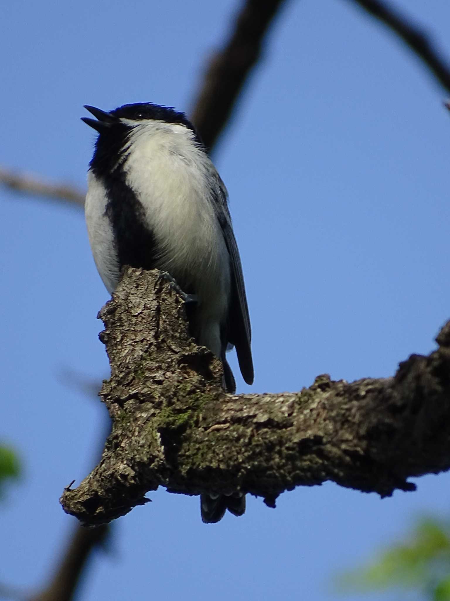 Photo of Japanese Tit at 多摩川 by poppo