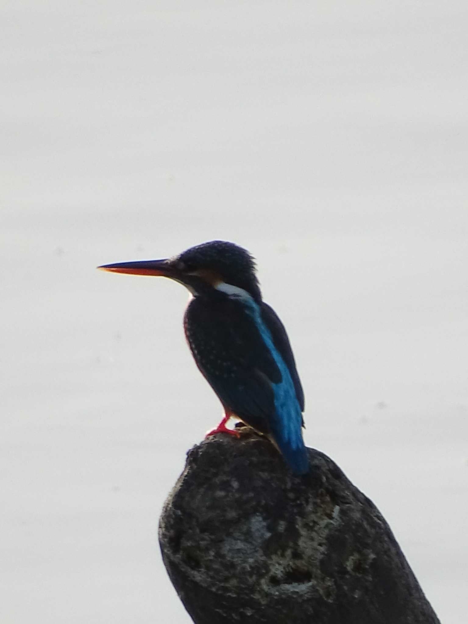 Photo of Common Kingfisher at 多摩川 by poppo