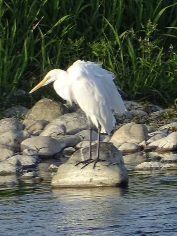 Great Egret 多摩川 Thu, 4/13/2023