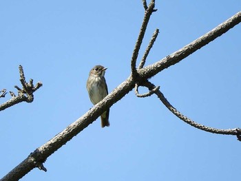 Dark-sided Flycatcher Hegura Island Thu, 5/24/2018