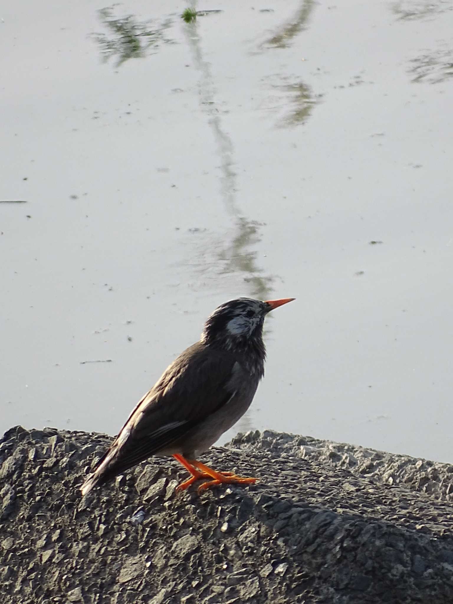 White-cheeked Starling