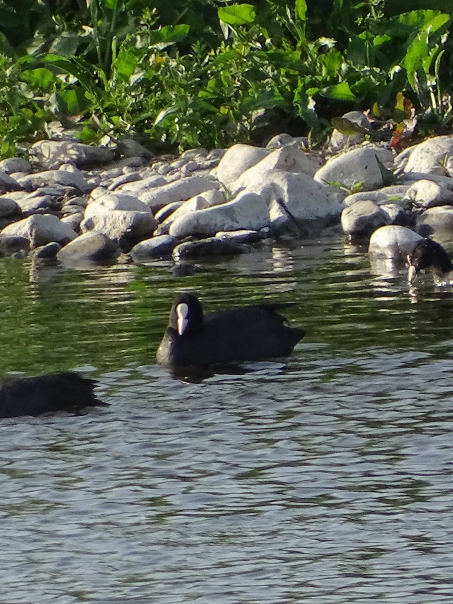 Photo of Eurasian Coot at 多摩川 by poppo