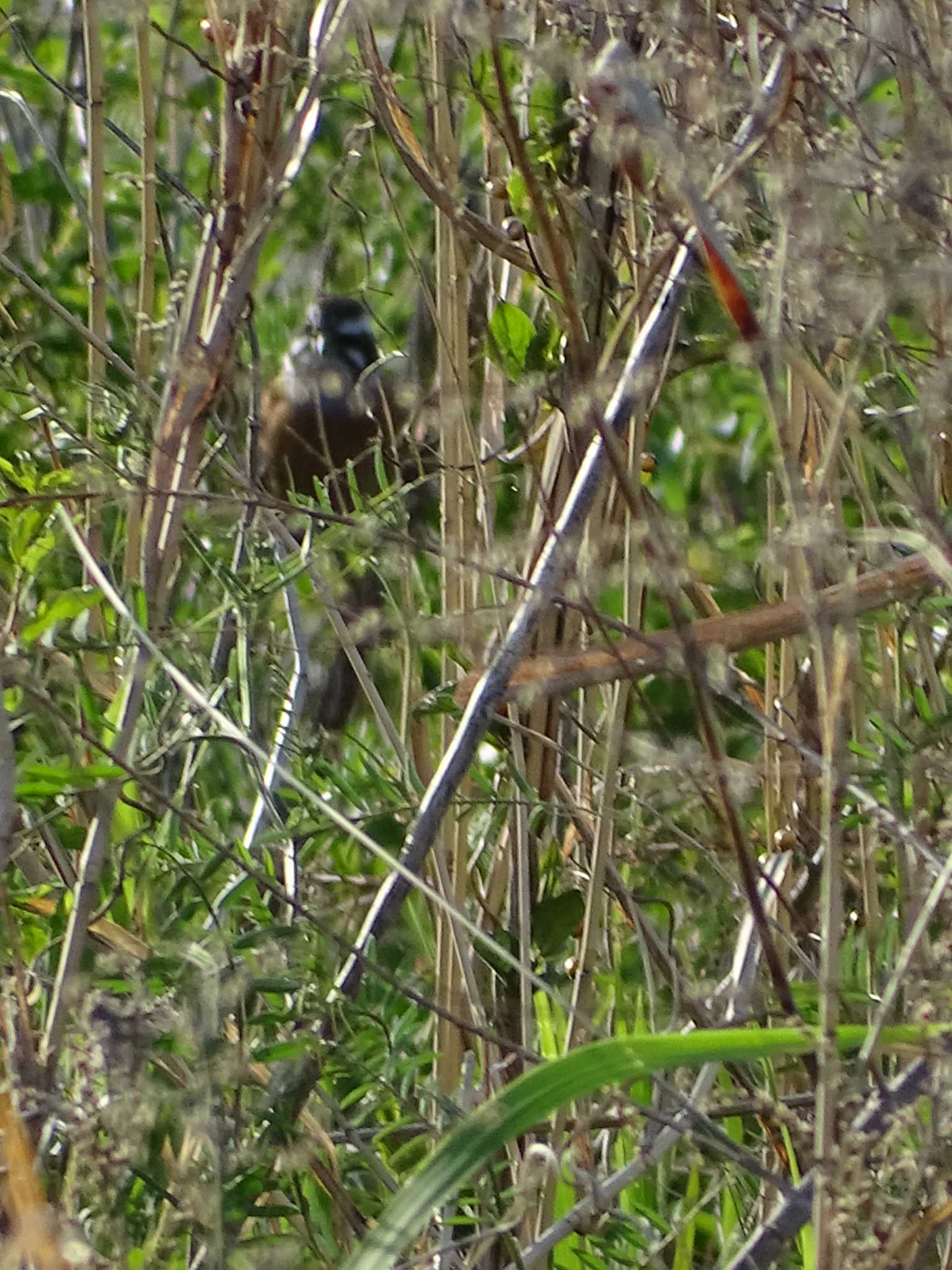 Photo of Meadow Bunting at 多摩川 by poppo