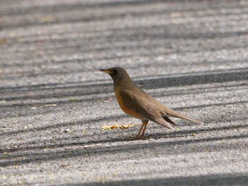 Brown-headed Thrush 横浜市立金沢自然公園 Thu, 4/13/2023