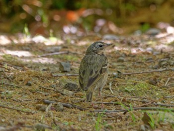 Olive-backed Pipit 横浜市立金沢自然公園 Thu, 4/13/2023