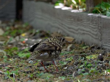 トラツグミ 横浜市立金沢自然公園 2023年4月13日(木)