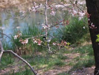 シジュウカラ 羽村堰 2023年4月3日(月)