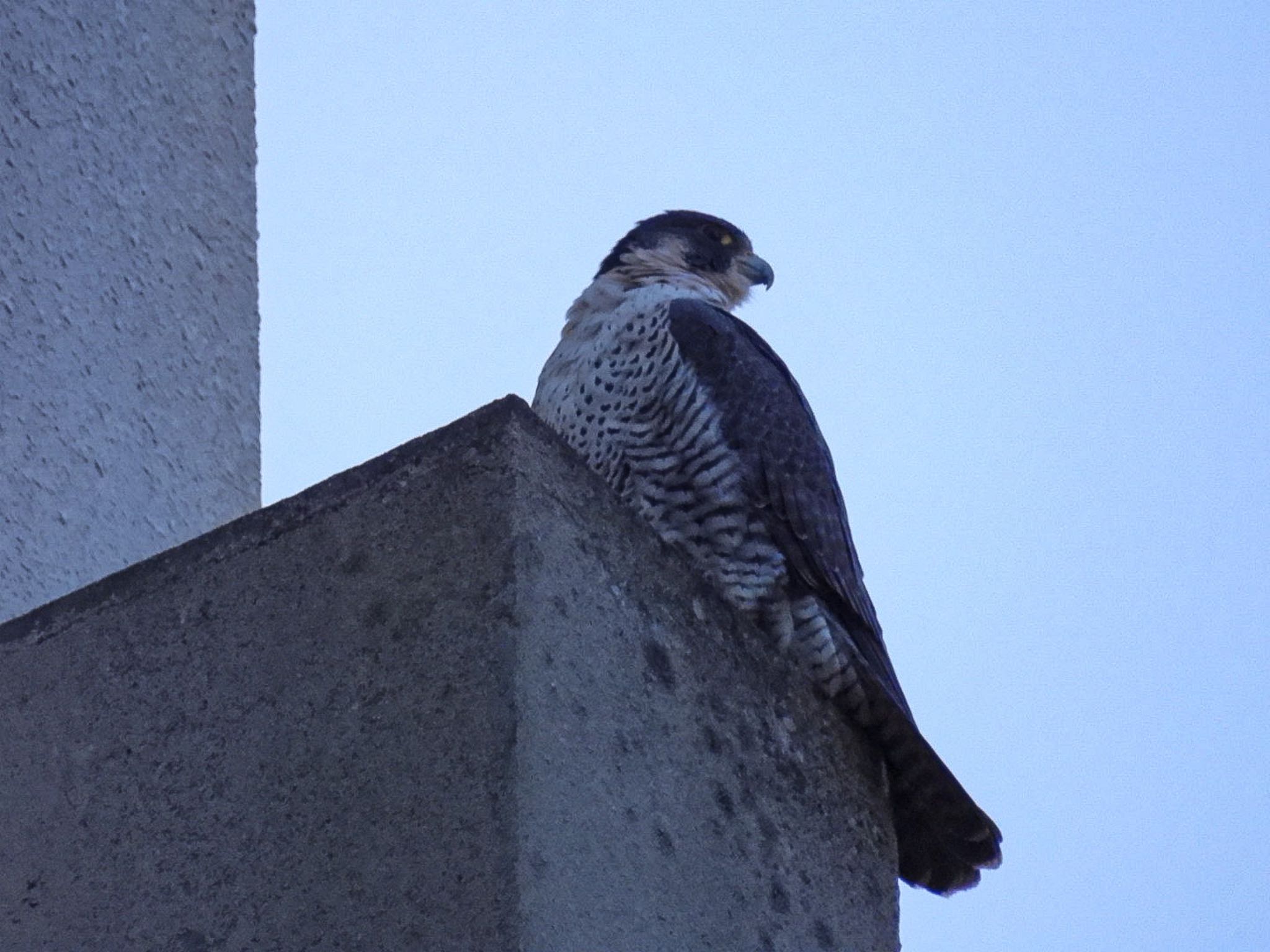 Photo of Peregrine Falcon at 新潟市西区 by ぽちゃっこ