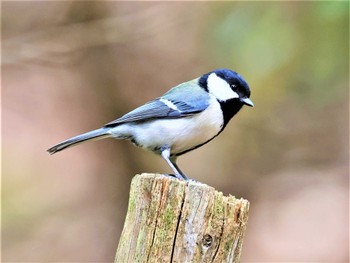 シジュウカラ ささやまの森公園(篠山の森公園) 2023年4月11日(火)